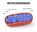 Mitochondrion