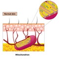 Mitochondrion scheme