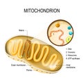 Mitochondrion. vector diagram