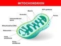 Mitochondrion vector illustration Royalty Free Stock Photo