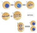 Mitosis