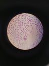 Mitosis cell division. Animal eukaryotic cell. Painted purple, seen in an optic microscope