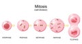 Mitosis. Cell division cycle