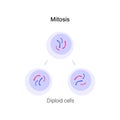 Mitosis cell division.