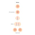 Mitosis cell division.