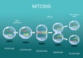 Mitosis. Cell division Royalty Free Stock Photo