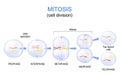 Mitosis cell division