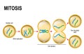 Mitosis. Royalty Free Stock Photo