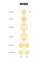 Mitosis diagram, Cell division