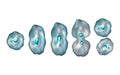 Mitosis. Diagram of the mitotic phases. Royalty Free Stock Photo