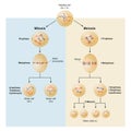 Mitosis and meiosis differences