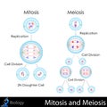 Mitosis and Meiosis