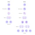 Mitosis and meiosis