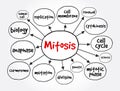 Mitosis mind map, medical concept for presentations and reports Royalty Free Stock Photo