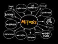 Mitosis mind map, medical concept for presentations and reports Royalty Free Stock Photo