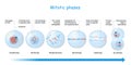 Mitosis stages. cell division