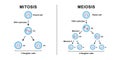 Mitosis VS Meioisis