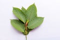 Mitragyna or Kratom leaves