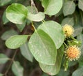 Mitragyna parvifolia, Sirakadambu