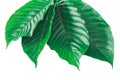 Mitragyna speciosa Korth Kratom is drug from plant