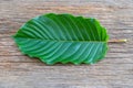 Mitragyna speciosa Korth Kratom is drug from plant