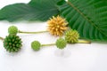 Mitragyna speciosa Korth Kratom is drug from plant