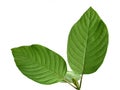 Mitragyna speciosa Korth, Kratom leaf