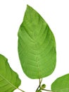 Mitragyna speciosa Korth, Kratom leaf