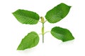 Mitragyna speciosa Korth. Royalty Free Stock Photo