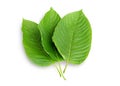 Mitragyna speciosa Korth. Royalty Free Stock Photo