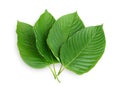 Mitragyna speciosa Korth. Royalty Free Stock Photo