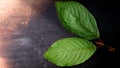 Mitragyna Speciosa Korth red Leafstalk on The dark wooden background