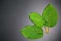 Mitragyna speciosa or Kratom leaves Royalty Free Stock Photo