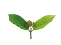 Mitragyna speciosa kratom leaves Royalty Free Stock Photo