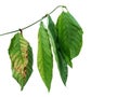 Mitragyna speciosa kratom leaves Royalty Free Stock Photo