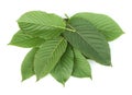 Mitragyna speciosa,kratom leaves isolated on white background Royalty Free Stock Photo