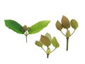 Mitragyna speciosa kratom leaves Royalty Free Stock Photo