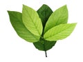 Mitragyna speciosa kratom leaves Royalty Free Stock Photo