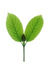 Mitragyna speciosa kratom leaves Royalty Free Stock Photo