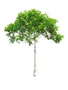 Mitragyna speciosa tree on white background