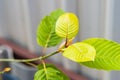 Mitragyna speciosa (Kratom leaves) Close up picture, Plant in thailand, Kratom herbal at thailand