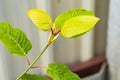 Mitragyna speciosa (Kratom leaves) Close up picture, Plant in thailand, Kratom herbal at thailand