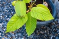 Mitragyna speciosa (Kratom leaves) Close up picture, Plant in thailand, Kratom herbal at thailand