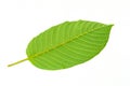 Mitragynina speciosa or Kratom leaf plant