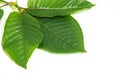 Mitragynina speciosa or Kratom leaves plant with branch