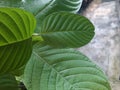 Mitragynine, Mitragyna speciosa, Kratom green leaf Royalty Free Stock Photo