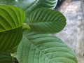 Mitragynine, Mitragyna speciosa, Kratom green leaf