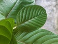 Mitragynine, Mitragyna speciosa, Kratom green leaf