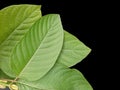 Mitragynine, Mitragyna speciosa, Kratom green leaves  on black background Royalty Free Stock Photo