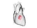 The mitral valve